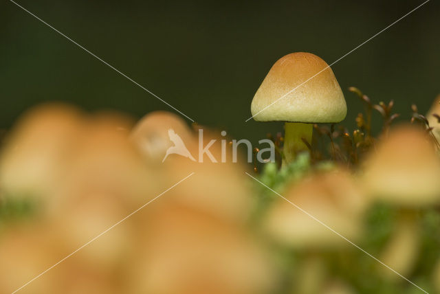 Sulphur tuft (Hypholoma fasciculare)