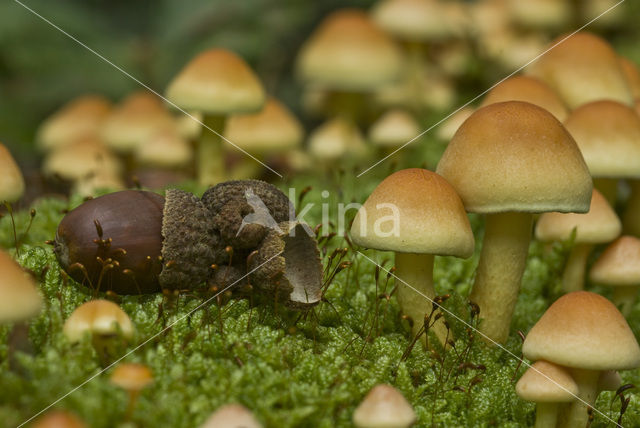 Sulphur tuft (Hypholoma fasciculare)