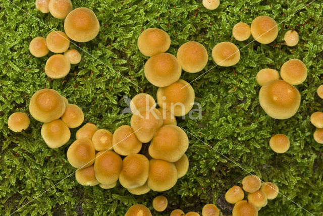 Sulphur tuft (Hypholoma fasciculare)