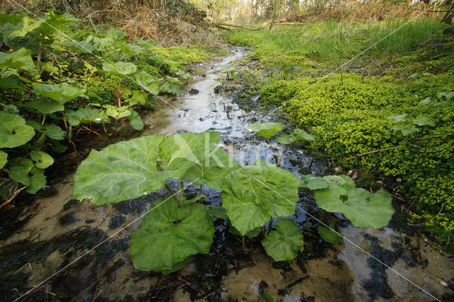 Golden Saxifrage (Chrysosplenium spec.)