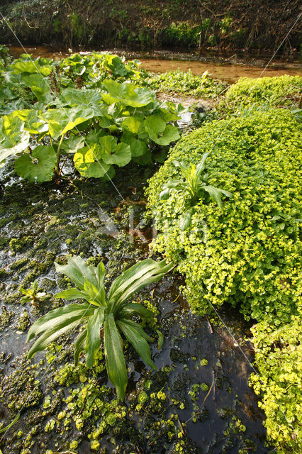 Golden Saxifrage (Chrysosplenium spec.)