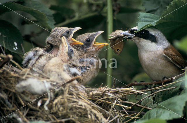 Grauwe Klauwier (Lanius collurio)