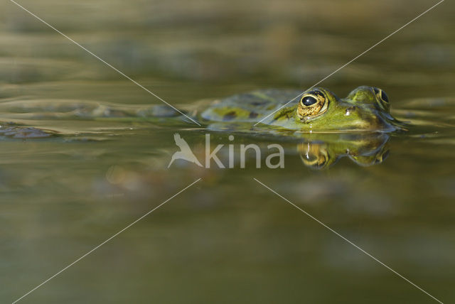 green frog (Rana esculenta