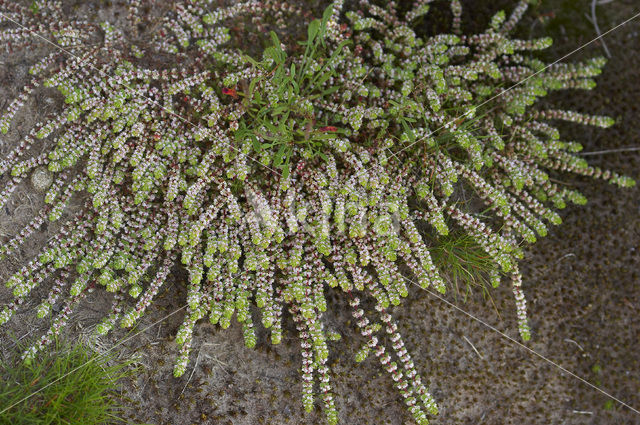 Coral Necklace (Illecebrum verticillatum)