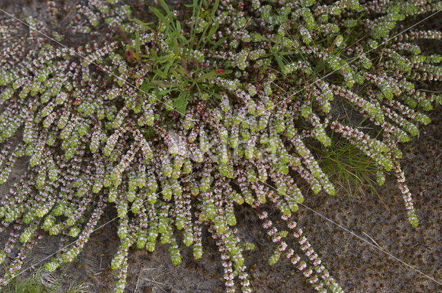 Coral Necklace (Illecebrum verticillatum)