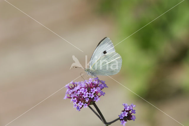 Groot koolwitje (Pieris brassicae)