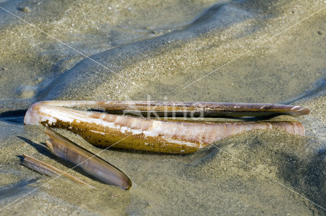 Pod Razor (Ensis siliqua)