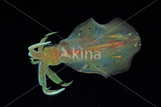 Oval Squid (Sepioteuthis lessoniana)