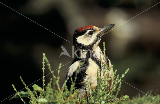 Great Spotted Woodpecker (Dendrocopos major)