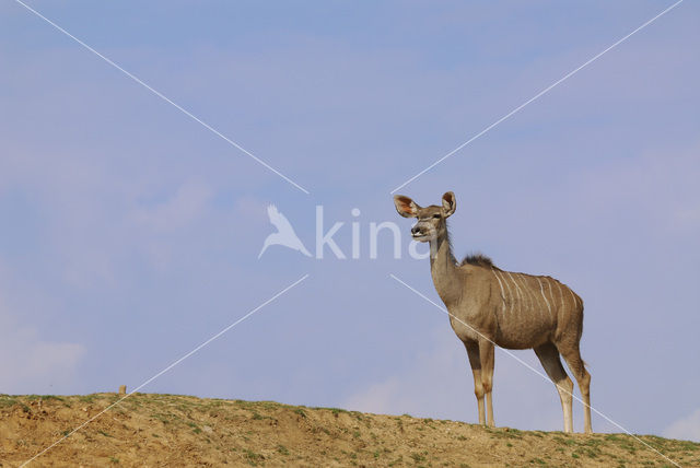 Greater kudu (Tragelaphus strepsiceros)