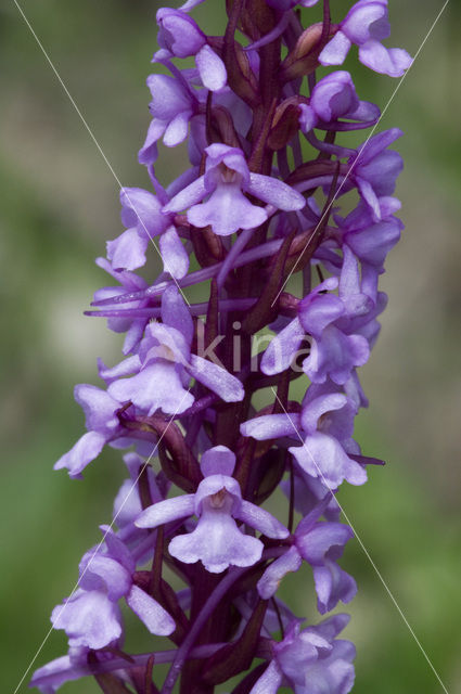 Fragant Orchid (Gymnadenia conopsea)