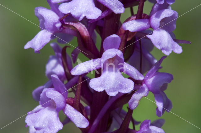 Grote muggenorchis (Gymnadenia conopsea)