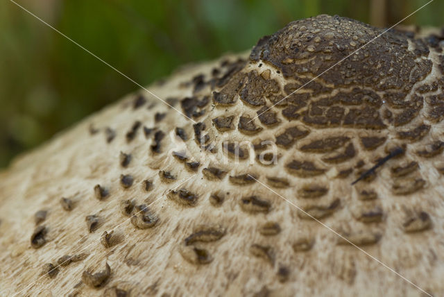 Grote parasolzwam (Macrolepiota procera)