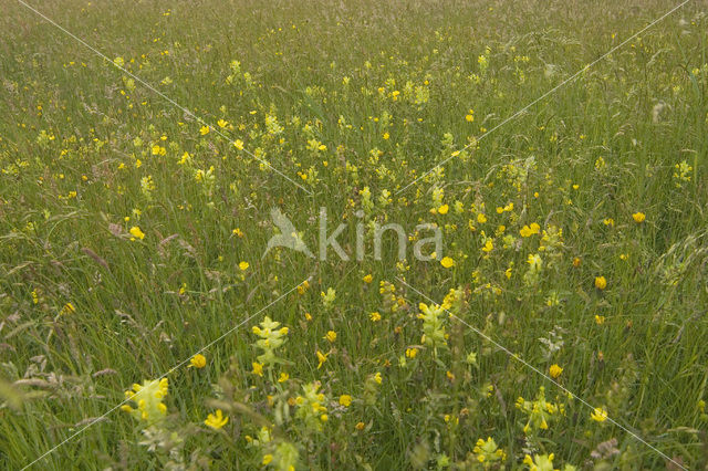 Greater Yellow-rattle (Rhinanthus angustifolius)