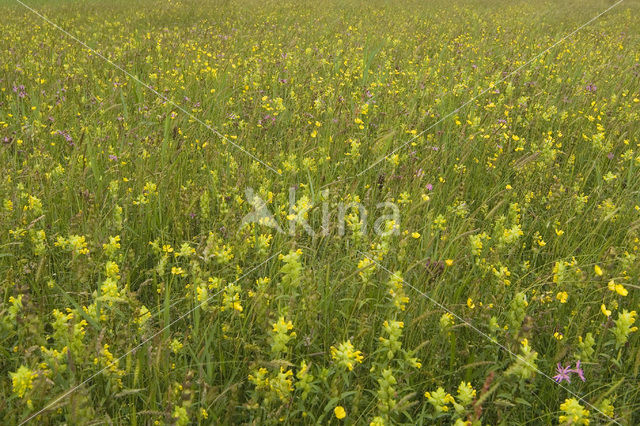 Greater Yellow-rattle (Rhinanthus angustifolius)