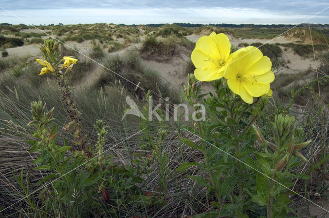 Grote teunisbloem (Oenothera erythrosepala)