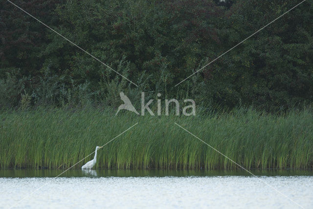 Grote zilverreiger (Casmerodius albus)