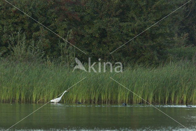 Grote zilverreiger (Casmerodius albus)