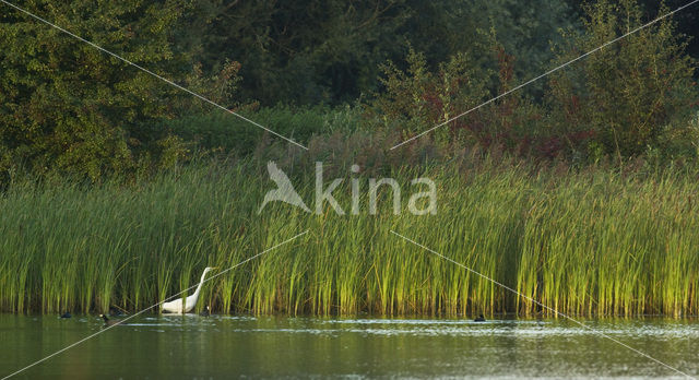 Grote zilverreiger (Casmerodius albus)