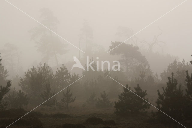 Scots Pine (Pinus sylvestris)