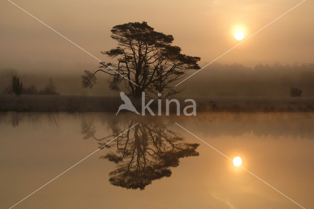 Grove den (Pinus sylvestris)