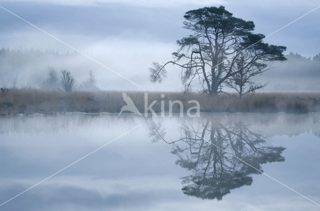 Grove den (Pinus sylvestris)