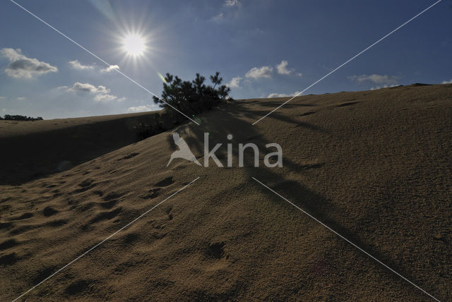 Scots Pine (Pinus sylvestris)