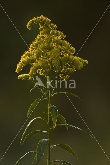 Goldenrod (Solidago)