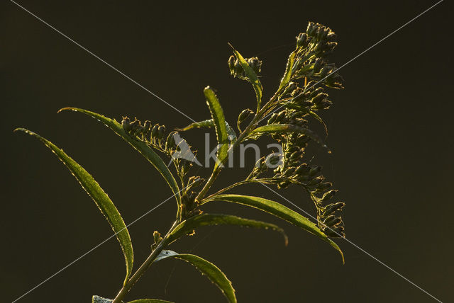 Goldenrod (Solidago)