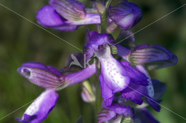 Green-winged Orchid (Anacamptis morio