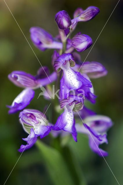 Green-winged Orchid (Anacamptis morio