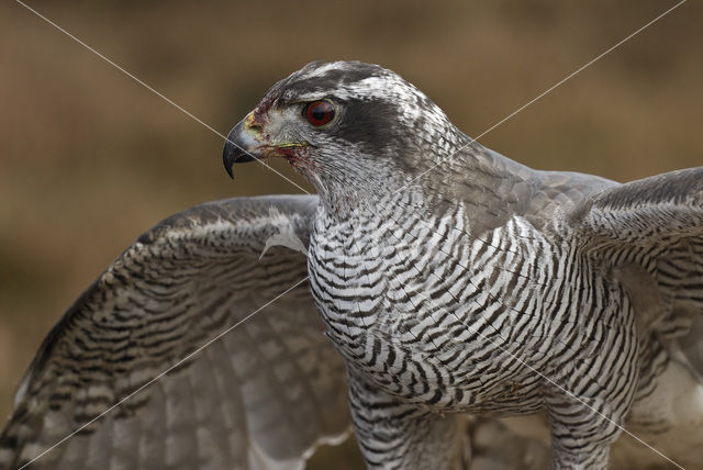 Havik (Accipiter gentilis)