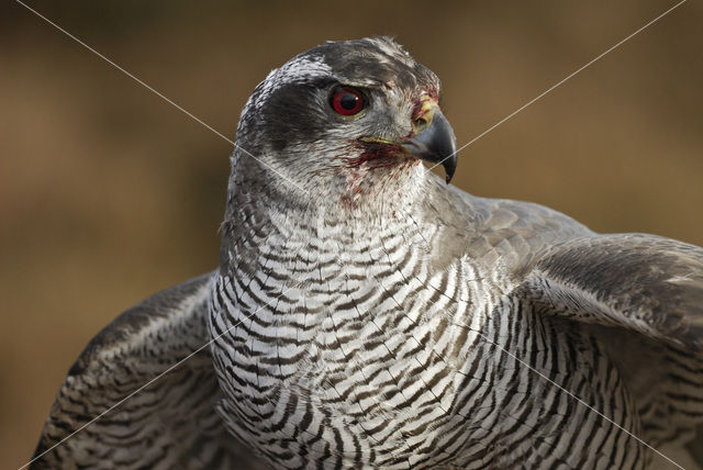 Havik (Accipiter gentilis)