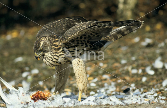 Havik (Accipiter gentilis)