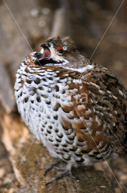 Hazel grouse (Tetrastes bonasia)