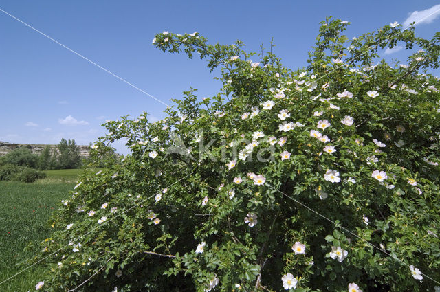 Short-styled Field-rose (Rosa stylosa)