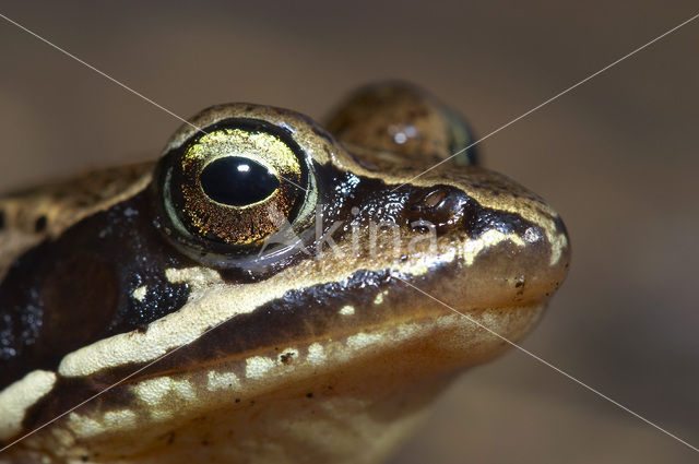 Moor Frog (Rana arvalis)