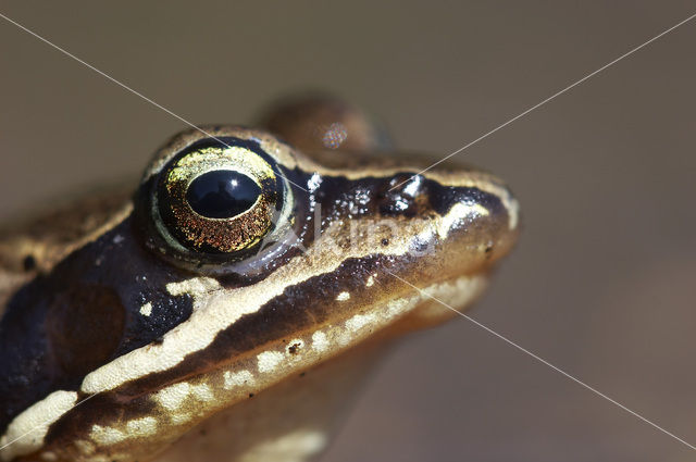 Moor Frog (Rana arvalis)