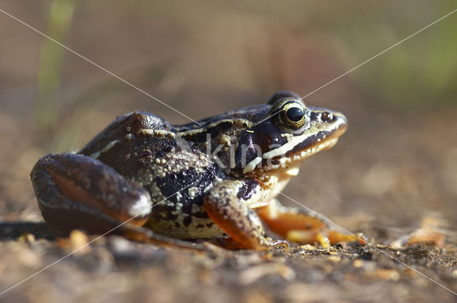 Moor Frog (Rana arvalis)