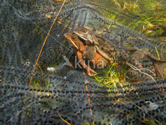 Moor Frog (Rana arvalis)