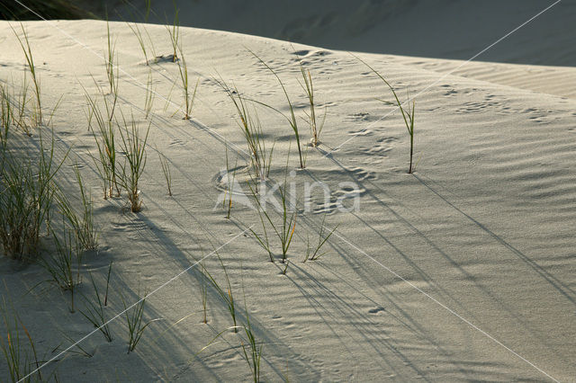 Marram (Ammophila arenaria)