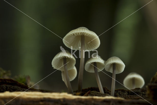 common bonnet (Mycena galericulata)