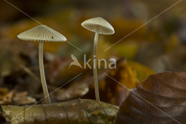 common bonnet (Mycena galericulata)