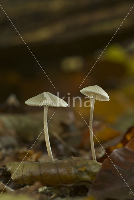 common bonnet (Mycena galericulata)