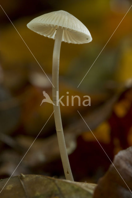 common bonnet (Mycena galericulata)