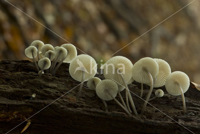 common bonnet (Mycena galericulata)