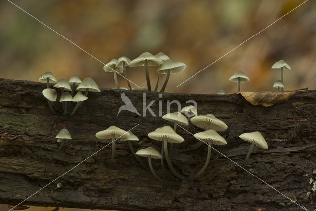 common bonnet (Mycena galericulata)