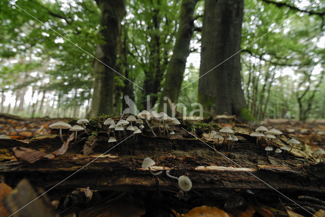common bonnet (Mycena galericulata)