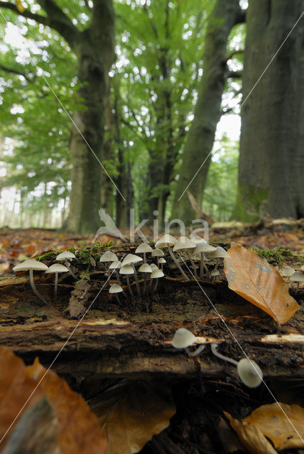 Helmmycena (Mycena galericulata)