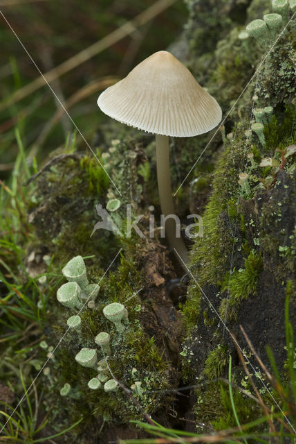common bonnet (Mycena galericulata)